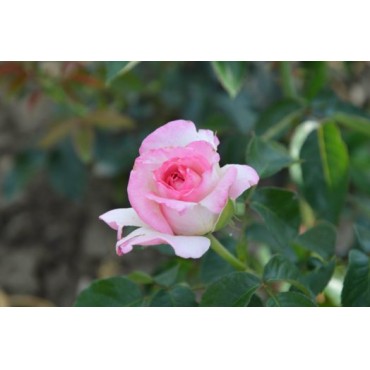 Роза Эсмеральда (Esmeralda) - C4